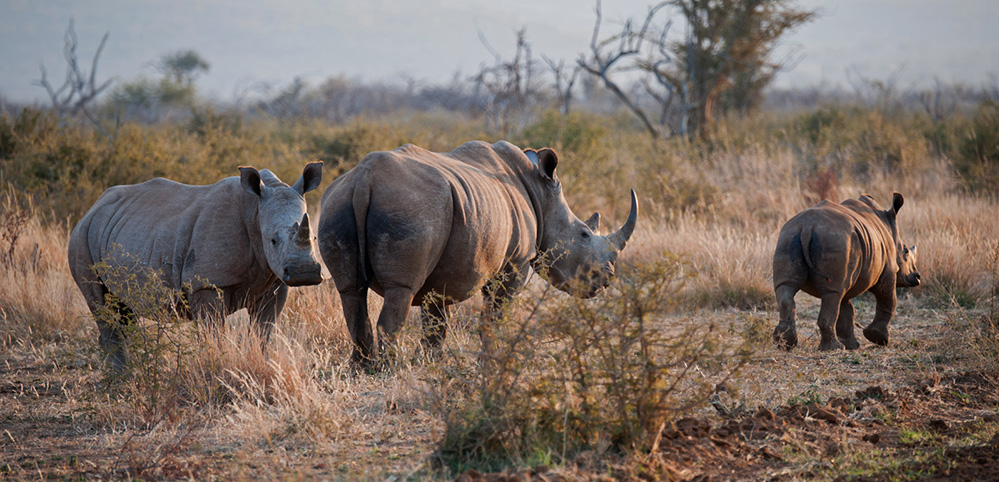 Madikwe Game Reserve White Rhino Trio